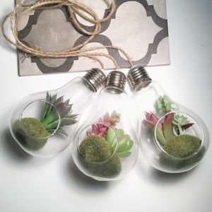 Suspended Succulent Display Bulbs